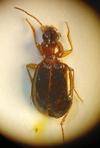 Ocys tachysoides